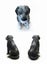 Dog Statue - Fibre Cement - Black & White Finish Carousel 1