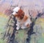 ***Tiny Treasures*** Beautiful bone China Cocker Spaniel porcelain dog ornament. Carousel 1
