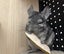 Chinchillas, enclosure & accessories Carousel 5