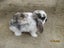 Mini Lop Rabbits Carousel 2