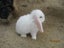 Mini Lop Rabbits Carousel 3