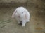 Mini Lop Rabbits Carousel 4