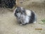Mini Lop Rabbits Carousel 5