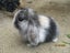 Mini Lop Rabbits Carousel 6