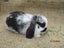 Mini Lop Rabbits Carousel 8