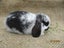 Mini Lop Rabbits Carousel 9
