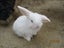 Mini Lop Rabbits Carousel 11