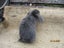 Mini Lop Rabbits Carousel 12