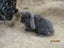 Mini Lop Rabbits Carousel 13