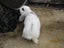 Mini Lop Rabbits Carousel 14