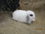 Mini Lop Rabbits Carousel 15