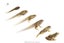 Tadpoles - BROWN TREE FROGS Carousel 1