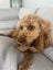 Beautiful Cavoodle Stud fully DNA tested Carousel 1