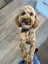 Beautiful Cavoodle Stud fully DNA tested Carousel 7