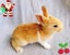 Pure Blood Flemish Giant Baby Rabbits Carousel 1