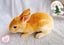 Pure Blood Flemish Giant Baby Rabbits Carousel 2