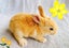 Pure Blood Flemish Giant Baby Rabbits Carousel 3