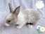 Pure Blood Flemish Giant Baby Rabbits Carousel 4