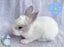 Pure Blood Flemish Giant Baby Rabbits Carousel 5