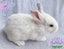 Pure Blood Flemish Giant Baby Rabbits Carousel 6