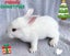 Pure Blood Flemish Giant Baby Rabbits Carousel 7