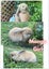 Mini Lop Bunnies Carousel 3