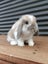 Adorable Purebred Baby Bunnies Carousel 5