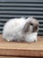 Adorable Purebred Baby Bunnies Carousel 10