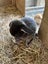 Purebred mini lop kits Carousel 7