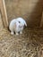Purebred mini lop kits Carousel 8