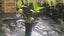 Tahitian Lime Carousel 3