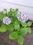 Flowering hydrangea - light blue flowers Carousel 2