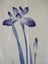 Japanese noren, doorway curtain. Privacy or decor. 100% cotton IRISES IN BLUE Carousel 6