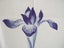 Japanese noren, doorway curtain. Privacy or decor. 100% cotton IRISES IN BLUE Carousel 7