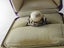 Antique 18ct White Gold Pearl Ring $1 Reserve Carousel 9