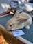 Flemish Giant x Mini Lop Christmas Bunnies Carousel 12
