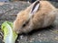 Flemish Giant x Mini Lop Christmas Bunnies Carousel 6