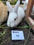 Flemish Giant x Mini Lop Christmas Bunnies Carousel 13