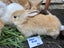 Flemish Giant x Mini Lop Christmas Bunnies Carousel 14
