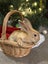 Flemish Giant x Mini Lop Christmas Bunnies Carousel 5