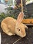 Flemish Giant x Mini Lop Christmas Bunnies Carousel 19