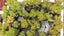Crassula Ovata (Jade Plant) Carousel 3