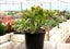 Crassula Ovata (Jade Plant) Carousel 4