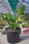 Crassula Ovata (Jade Plant) Carousel 5