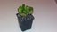 Crassula Ovata (Jade Plant) Carousel 8