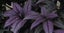 Goldfussia Strobilanthes Anisophyllus striking, dark purple-black glossy leaves Carousel 2