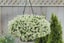 ALYSSUM GIGA WHITE :Borders, Beds, Baskets/Containers, Fragrant/Edible 100 seeds Carousel 11