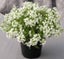 ALYSSUM GIGA WHITE :Borders, Beds, Baskets/Containers, Fragrant/Edible 100 seeds Carousel 12