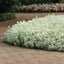 ALYSSUM GIGA WHITE :Borders, Beds, Baskets/Containers, Fragrant/Edible 100 seeds Carousel 2