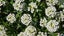ALYSSUM GIGA WHITE :Borders, Beds, Baskets/Containers, Fragrant/Edible 100 seeds Carousel 6